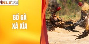 Bồ Gà Xà Xía - Xem Trực Tiếp, Đặt Cược Tỷ Lệ Cao 2026