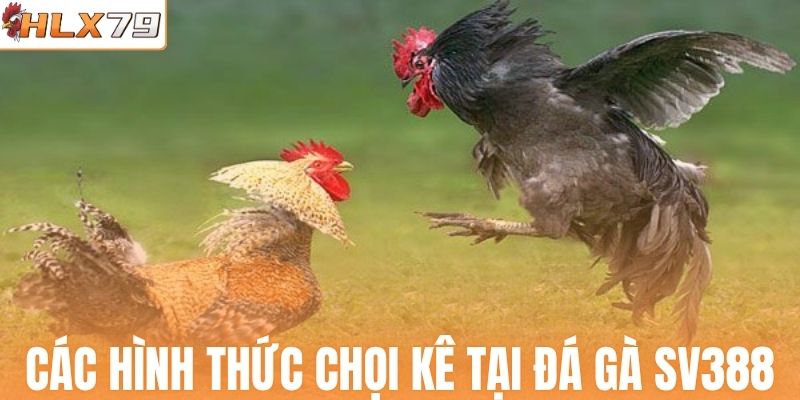 Các hình thức chọi kê tại đá gà SV388