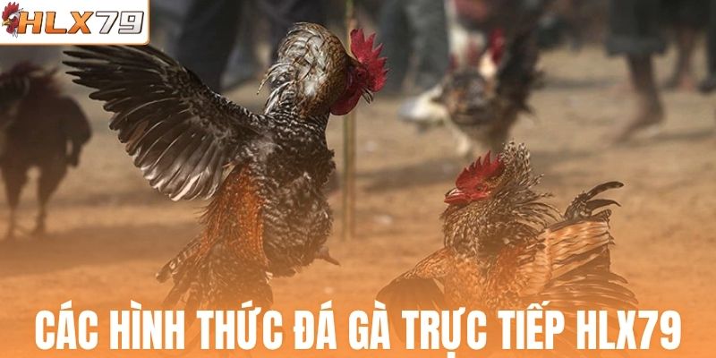 Các hình thức đá gà trực tiếp tại HLX79