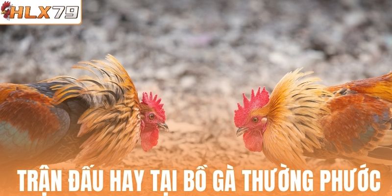 Các trận đấu hay tại bồ gà Thường Phước