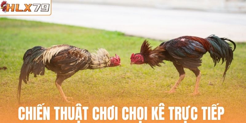 Chiến thuật chơi chọi kê trực tiếp bất bại