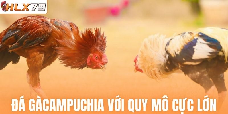 Đá gà Campuchia với quy mô cực lớn