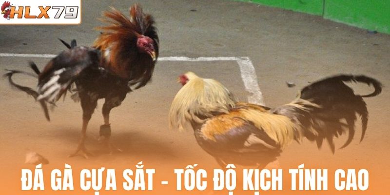 Đá gà cựa sắt - Tốc độ kịch tính cao