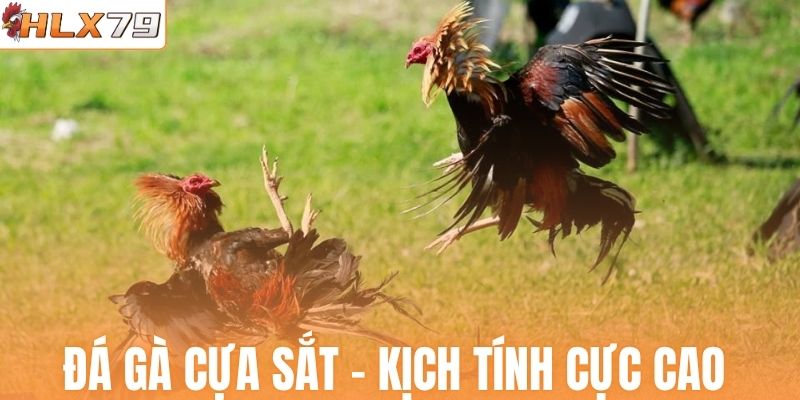 Đá gà cựa sắt - Trận đấu nhanh, kịch tính cực cao 