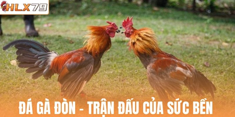 Đá gà đòn - Trận đấu của sức bền cùng chiến thuật 