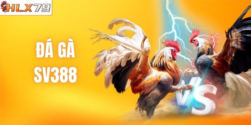 Đá Gà SV388 - Sảnh Cược Chọi Kê Hấp Dẫn Top 1 HLX79