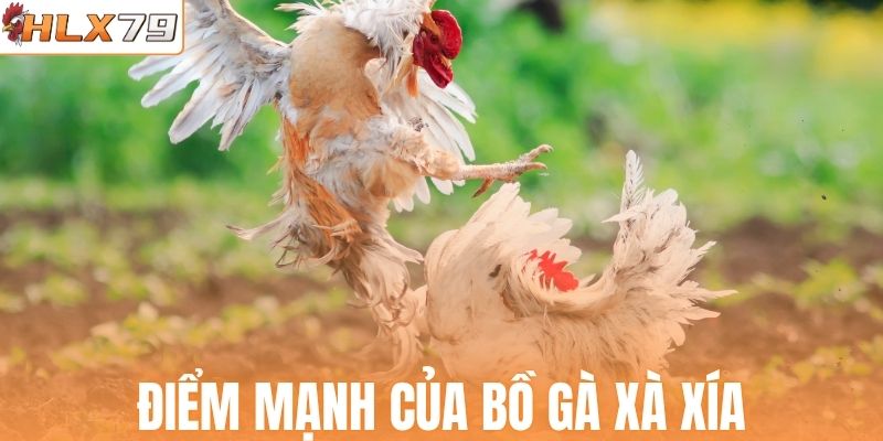 Điểm mạnh của bồ gà Xà Xía