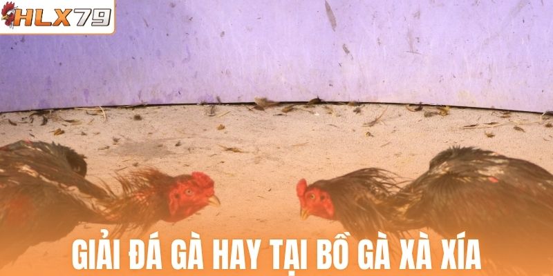 Giải đá gà hay tại bồ gà Xà Xía