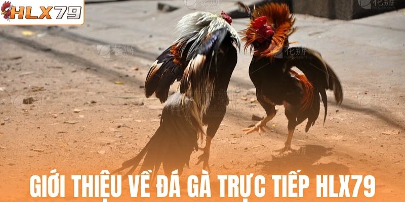 Giới thiệu về đá gà trực tiếp HLX79