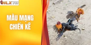 Màu Mạng Chiến Kê | Cách Tận Dụng Dự Đoán Chuẩn Nhất 