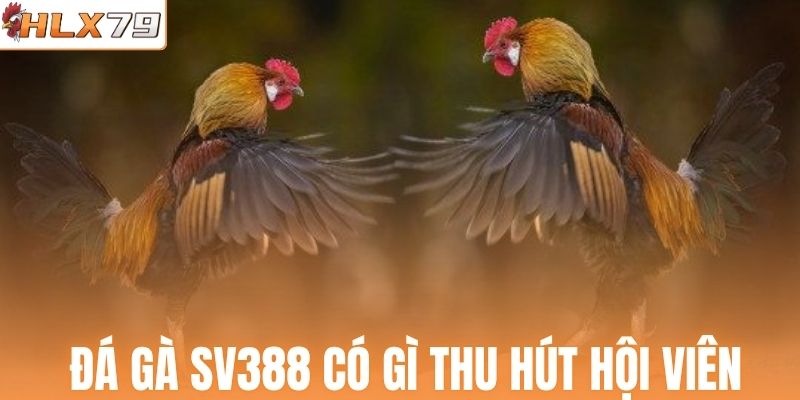 Sảnh đá gà SV388 có gì thu hút hội viên