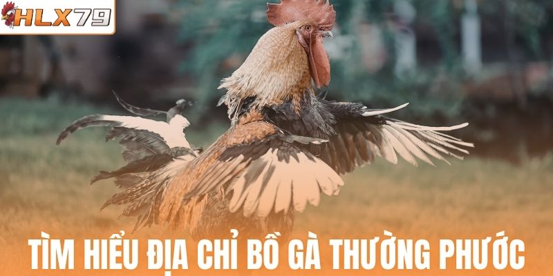 Tìm hiểu địa chỉ bồ gà Thường Phước