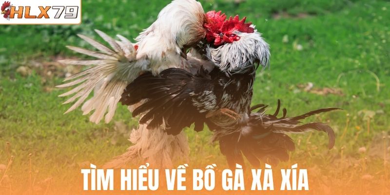 Tìm hiểu về bồ gà Xà Xía