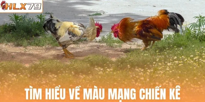 Tìm hiểu về màu mạng chiến kê