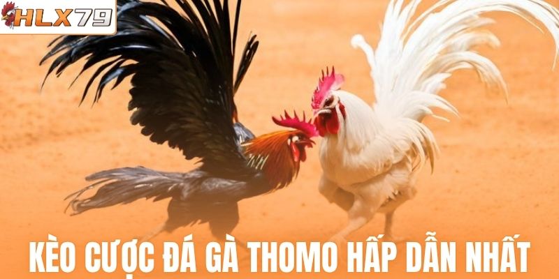 Top kèo cược đá gà Thomo hấp dẫn nhất
