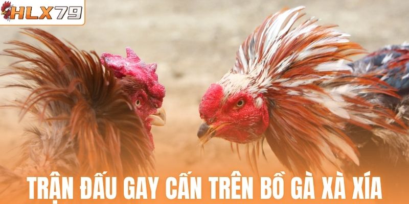 Trận đấu gay cấn trên bồ gà Xà Xía