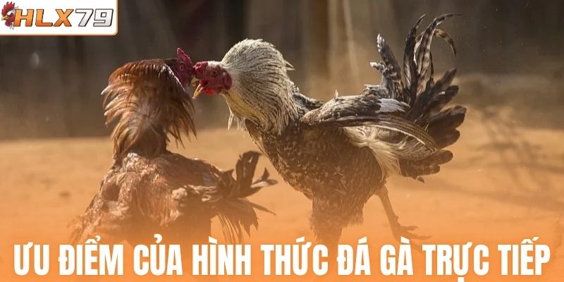 Ưu điểm của hình thức đá gà trực tiếp