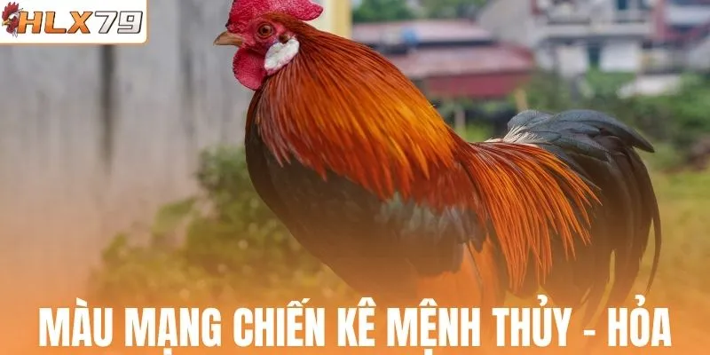 Xem màu mạng chiến kê mệnh Thủy - Hỏa